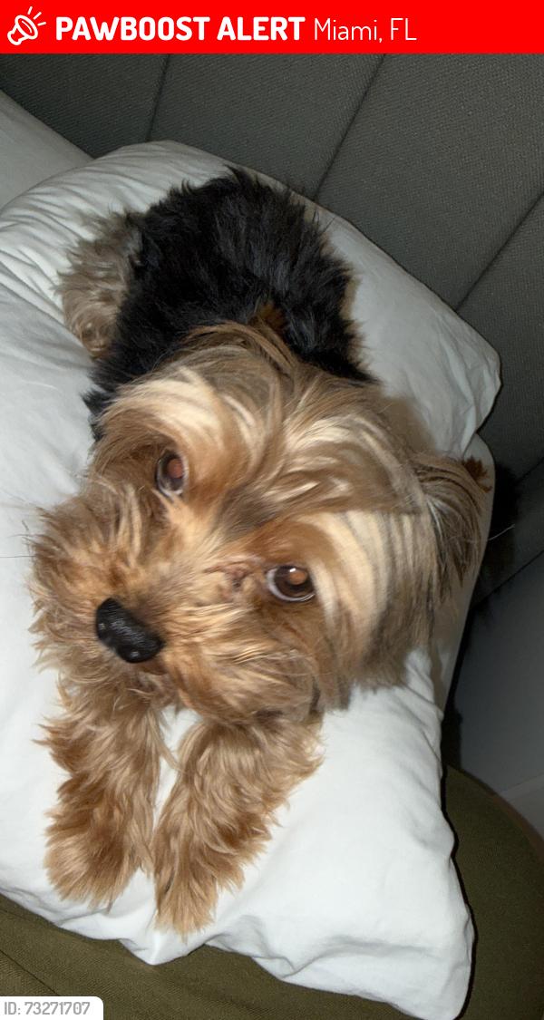 Lost Male Dog last seen Near ave nw, Miami, FL 33142