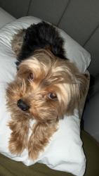 Lost Male Dog last seen Near ave nw, Miami, FL 33142