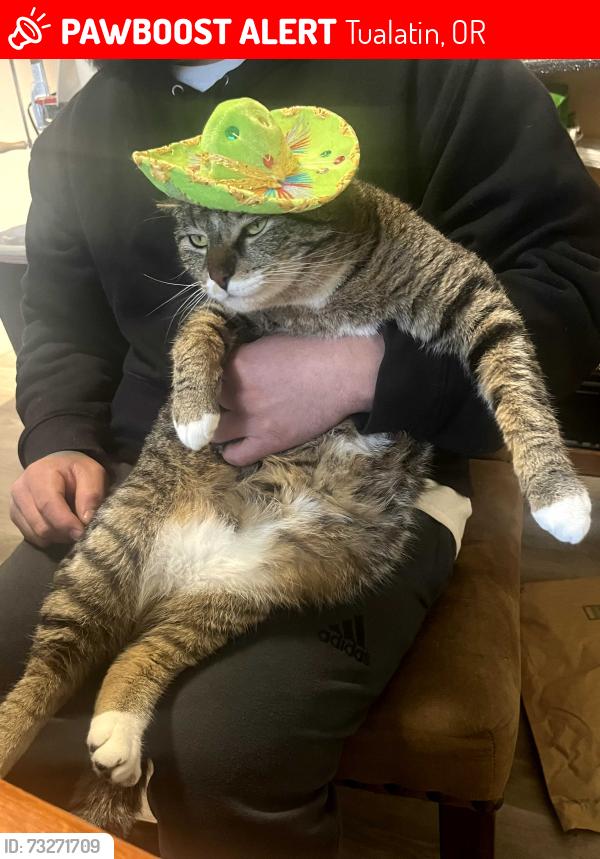 Lost Male Cat last seen Sagert, Tualatin, OR 97062