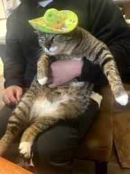 Lost Male Cat last seen Sagert, Tualatin, OR 97062
