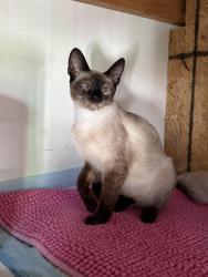 Lost Female Cat last seen Stranahan, Alhambra, CA 91803