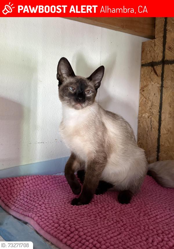 Lost Female Cat last seen Stranahan, Alhambra, CA 91803