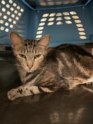 Found/Stray Unknown Cat last seen Huntington Lakes apmts, Gainesville, FL 32606