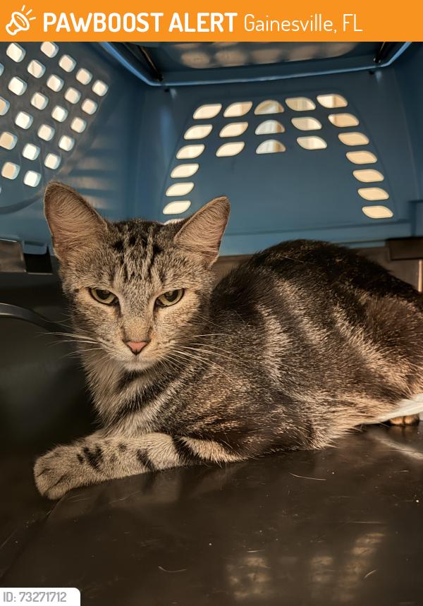 Found/Stray Unknown Cat last seen Huntington Lakes apmts, Gainesville, FL 32606