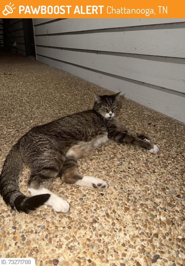 Found/Stray Unknown Cat last seen Near timber knoll dr and premier dr, Chattanooga, TN 37421