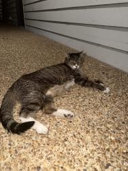 Found/Stray Unknown Cat last seen Near timber knoll dr and premier dr, Chattanooga, TN 37421