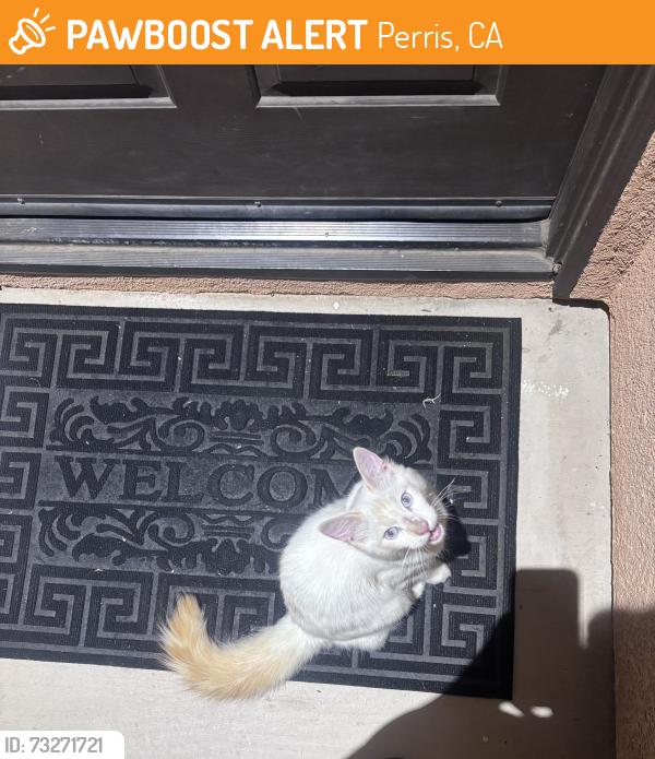 Found/Stray Unknown Cat last seen Bradley and Rider, Perris, CA 92571