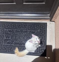 Found/Stray Unknown Cat last seen Bradley and Rider, Perris, CA 92571