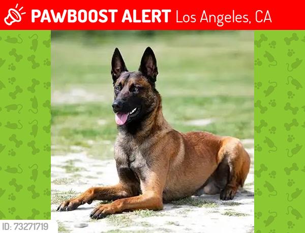 Lost Female Dog last seen Sunset and Rockingham, Los Angeles, CA 90049