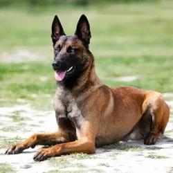 Lost Female Dog last seen Sunset and Rockingham, Los Angeles, CA 90049