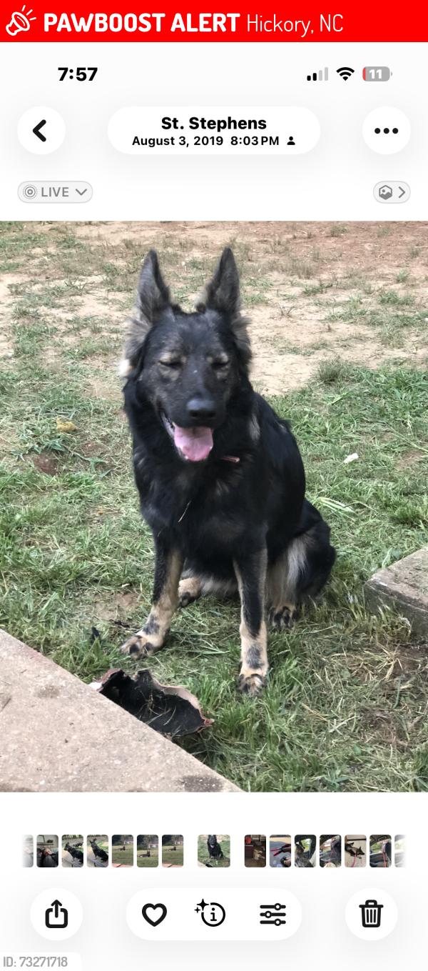 Lost Female Dog last seen i took the interstate from ext 130 to 125. she must have jumped out., Hickory, NC 28601