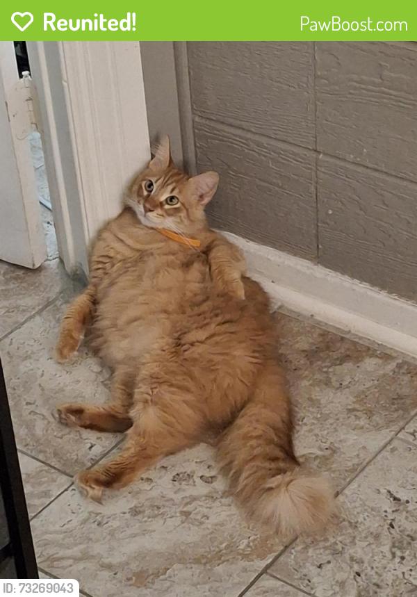 Reunited Male Cat last seen White settlement, Fort Worth, TX 76108