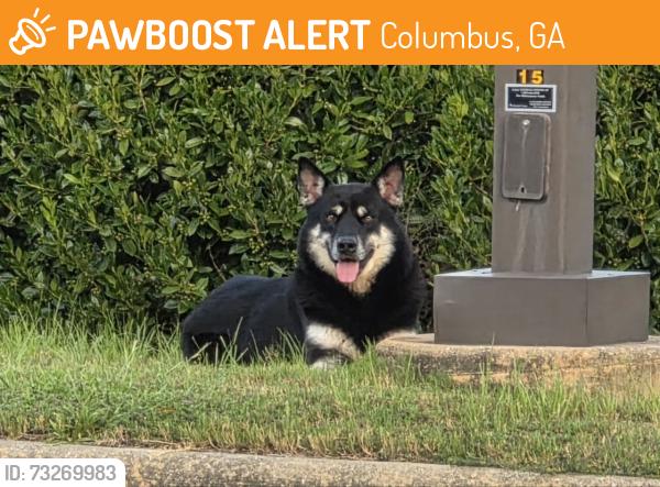 Found/Stray Male Dog last seen Symrise/Technology Parkway, Columbus, GA 31820