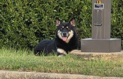 Found/Stray Male Dog last seen Symrise/Technology Parkway, Columbus, GA 31820