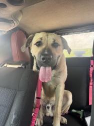 Found/Stray Male Dog last seen Corner of Brandt and Stanley, Dayton, OH 45404