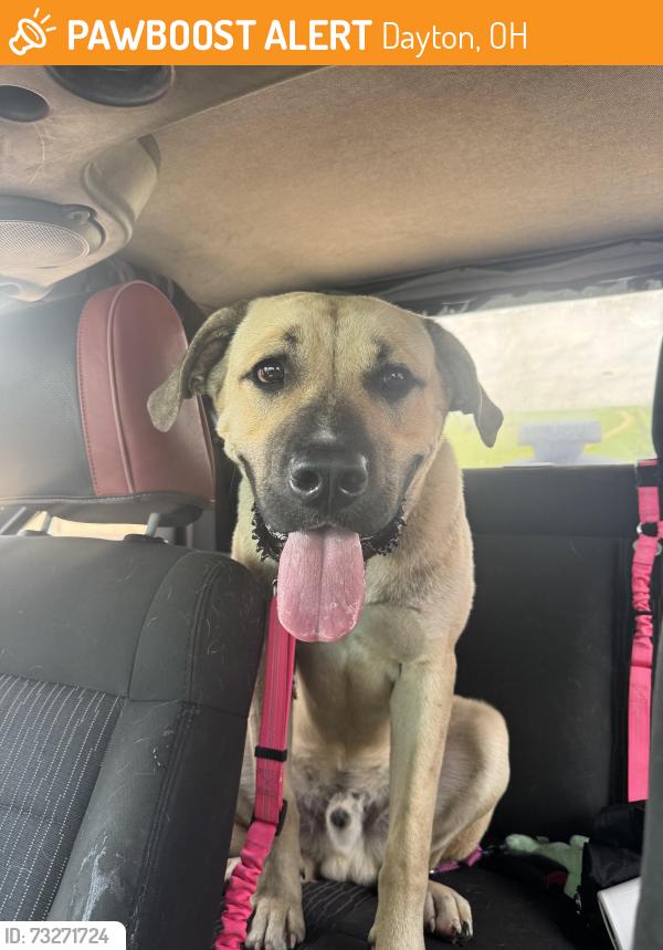 Found/Stray Male Dog last seen Corner of Brandt and Stanley, Dayton, OH 45404