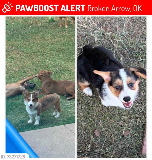 Lost Male Dog last seen 131st aspen Bentley Village Neighbourhood, Broken Arrow, OK 74012