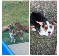 Lost Male Dog last seen 131st aspen Bentley Village Neighbourhood, Broken Arrow, OK 74012