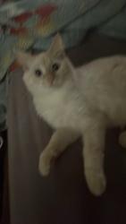 Lost Female Cat last seen Schindler Grimm Chaska mn, Chaska, MN 55318