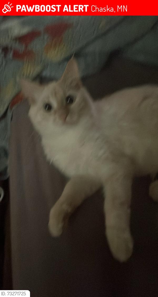 Lost Female Cat last seen Schindler Grimm Chaska mn, Chaska, MN 55318