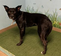 Shelter Stray Male Dog last seen , 38550 Sierra Hwy, Palmdale, CA 93550, USA
