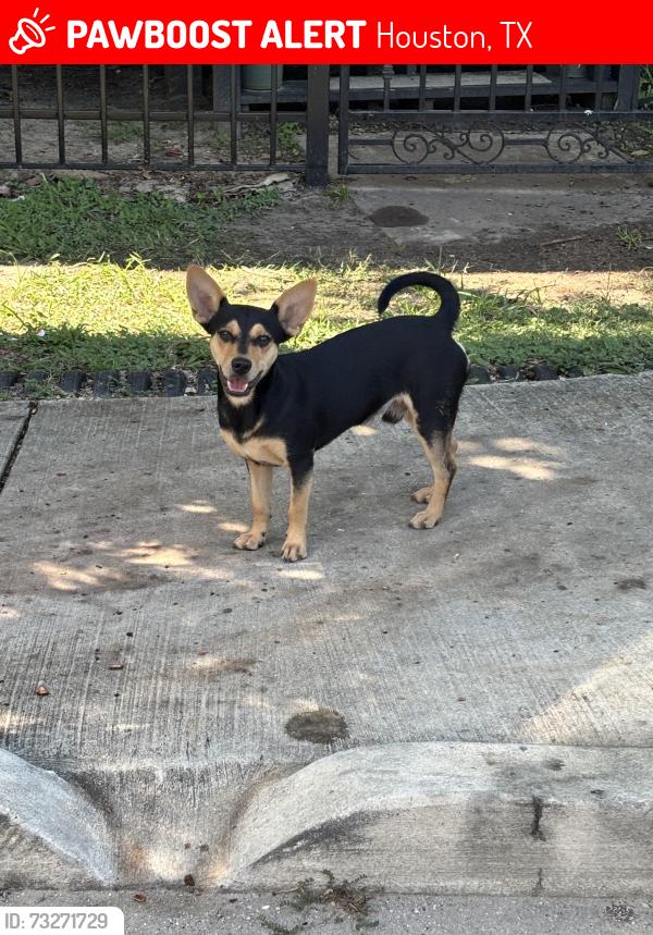 Lost Male Dog last seen Harrisburg and Altic, Houston, TX 77011
