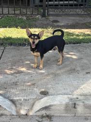 Lost Male Dog last seen Harrisburg and Altic, Houston, TX 77011