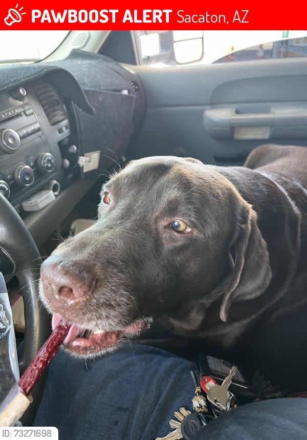 Lost Male Dog last seen Near Casa Blanca rd and N Garcia Rd, Sacaton, AZ 85147