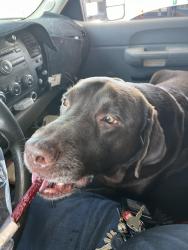 Lost Male Dog last seen Near Casa Blanca rd and N Garcia Rd, Sacaton, AZ 85147