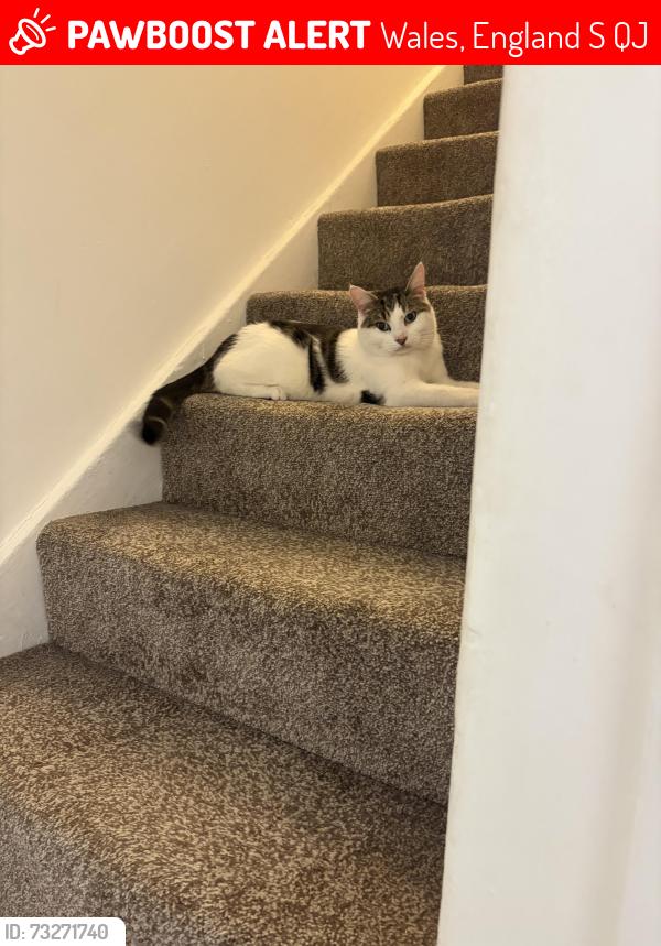 Lost Male Cat last seen Asia palace, Wales, England S26 5QJ