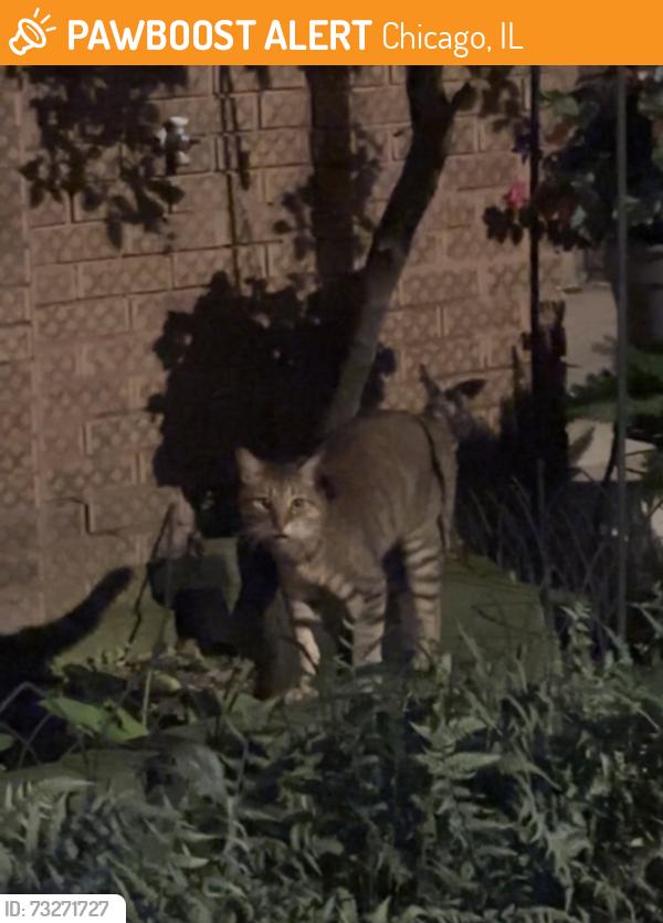 Found/Stray Unknown Cat last seen West Berwyn and Bell, Chicago, IL 60625