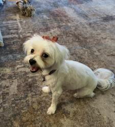 Lost Female Dog last seen Duval rd and Mohican, Austin, TX 78727