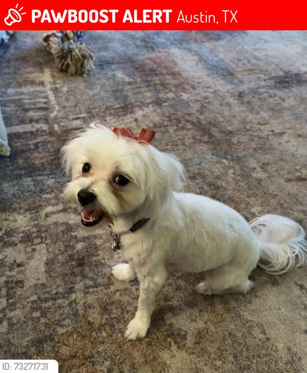 Lost Female Dog last seen Duval rd and Mohican, Austin, TX 78727