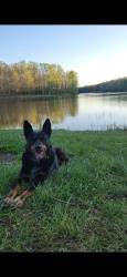 Lost Female Dog last seen Main st, Monteagle, TN 37356