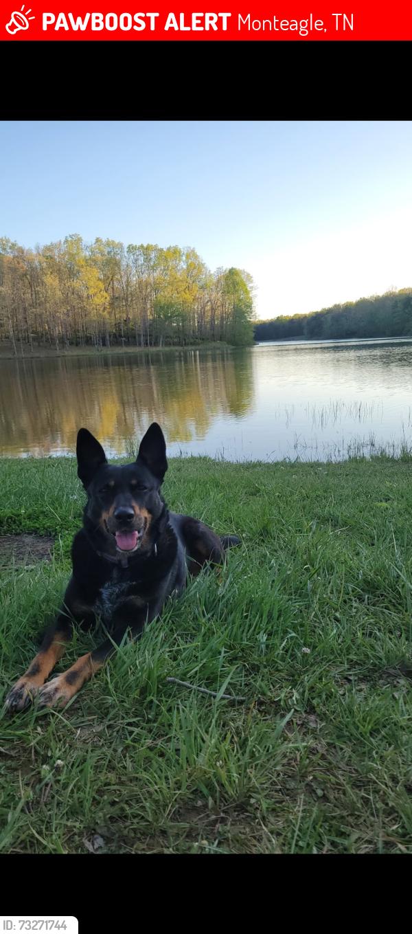 Lost Female Dog last seen Main st, Monteagle, TN 37356
