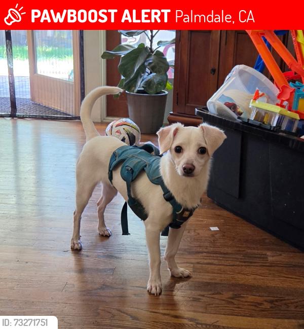 Lost Female Dog last seen Sunburst & westgate, Palmdale, CA 93552