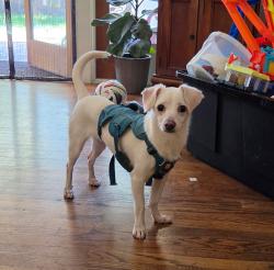 Lost Female Dog last seen Sunburst & westgate, Palmdale, CA 93552