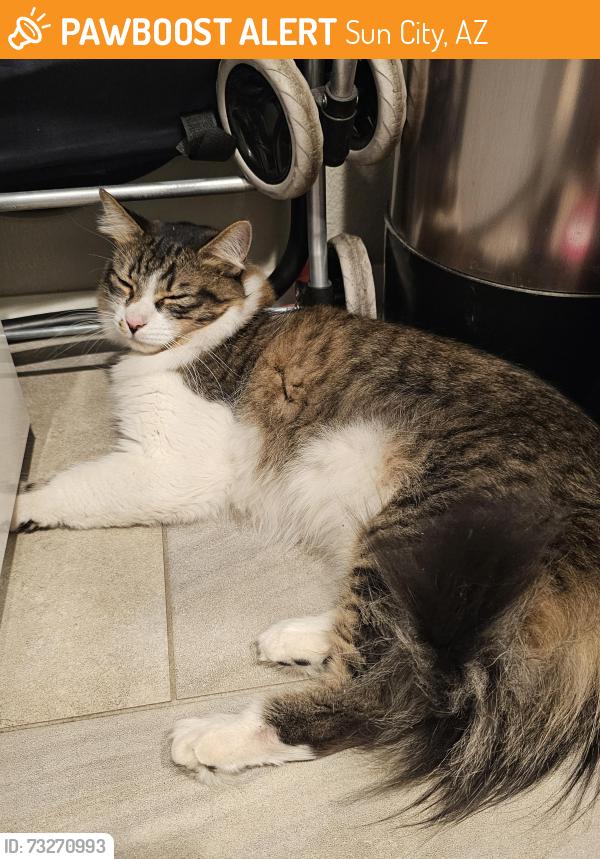 Found/Stray Unknown Cat last seen Boswell Blvd & Talisman Rd, Sun City, AZ 85351