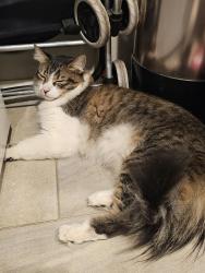 Found/Stray Unknown Cat last seen Boswell Blvd & Talisman Rd, Sun City, AZ 85351