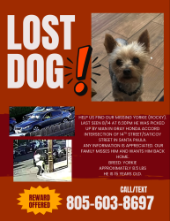 Reunited Male Dog last seen 14th street Santa Paula, Santa Paula, CA 93060