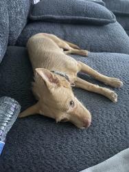 Lost Male Dog last seen Arnett Benson area, Lubbock, TX 79401