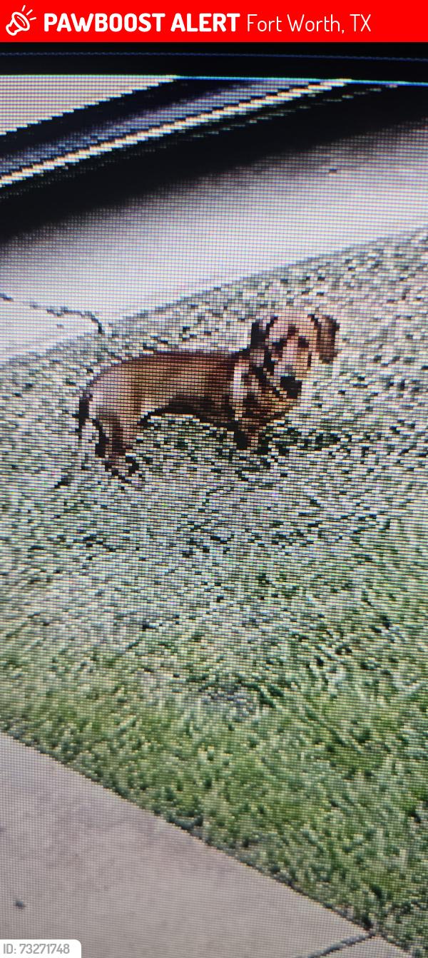 Lost Male Dog last seen Welch/Trail Lake, Fort Worth, TX 76133