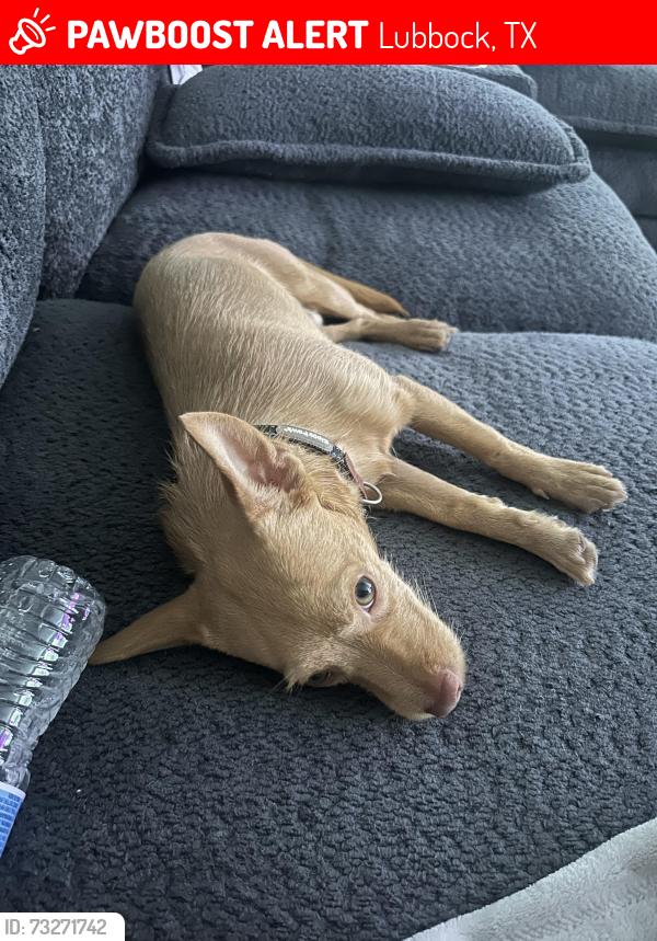 Lost Male Dog last seen Arnett Benson area, Lubbock, TX 79401