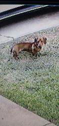 Lost Male Dog last seen Welch/Trail Lake, Fort Worth, TX 76133