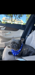 Lost Male Dog last seen Around saint James Catholic Church, Perris, CA 92571