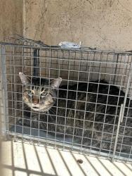 Shelter Stray Male Cat last seen Near BLOCK N MINNIE LN, OKLAHOMA CITY OK 73127, 2811 SE 29th St, Oklahoma City, OK 73129, USA