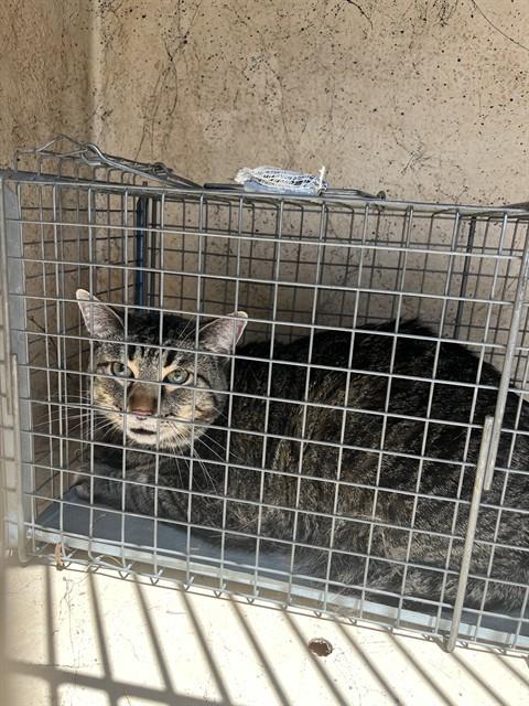 Shelter Stray Male Cat last seen Near BLOCK N MINNIE LN, OKLAHOMA CITY OK 73127, 2811 SE 29th St, Oklahoma City, OK 73129, USA