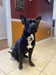 Reunited Male Dog last seen Staffordshire Rd, Winston-Salem, NC 27104, USA, Winston-Salem, NC 27104