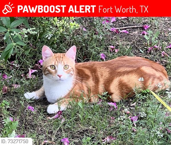 Lost Male Cat last seen Boat Club and WJ Boaz, Fort Worth, TX 76179