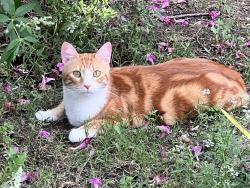Lost Male Cat last seen Boat Club and WJ Boaz, Fort Worth, TX 76179